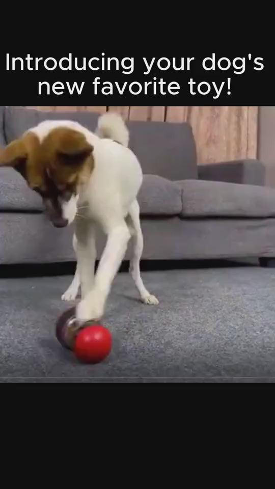 food dispensing dog toy.mp4